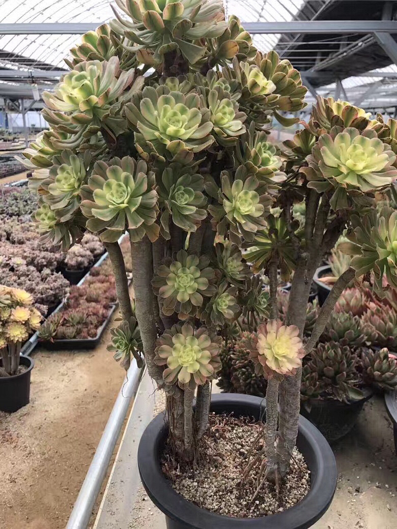 �����ŷ�ʦ��