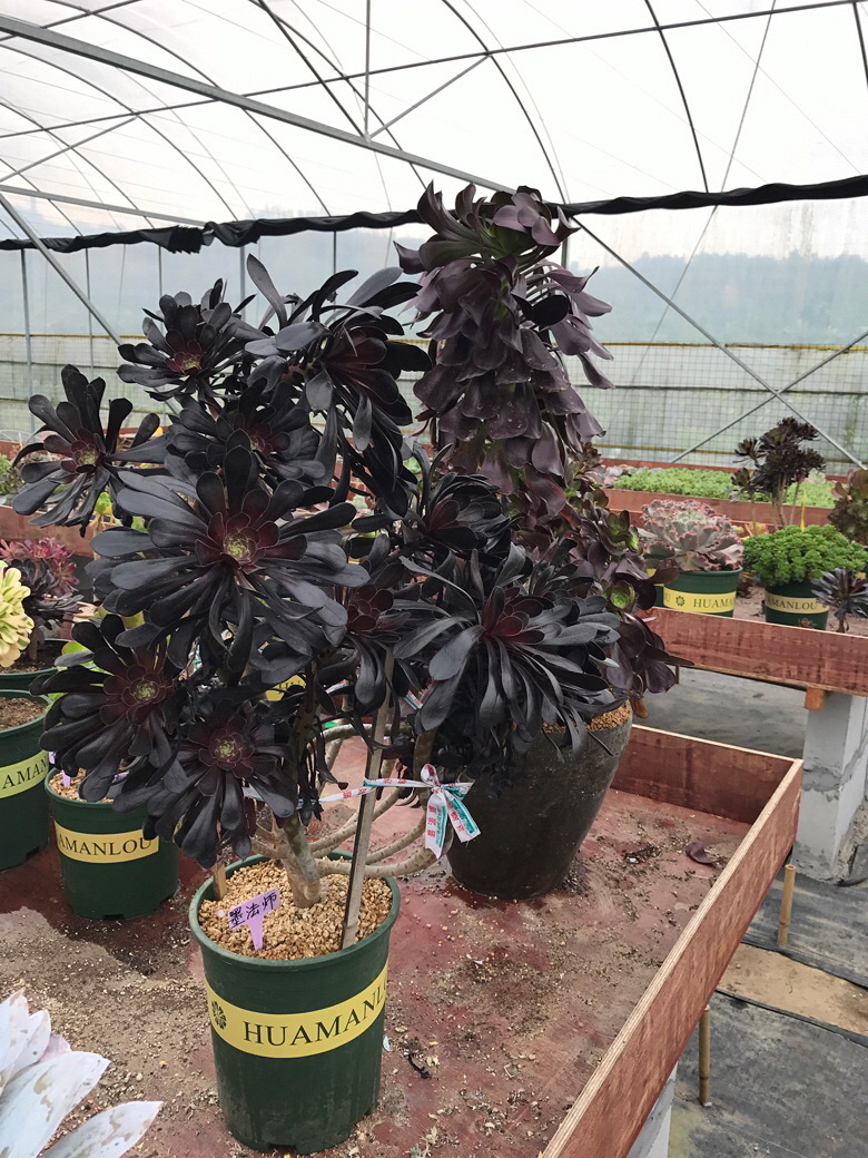 �����ŷ�ʦ��