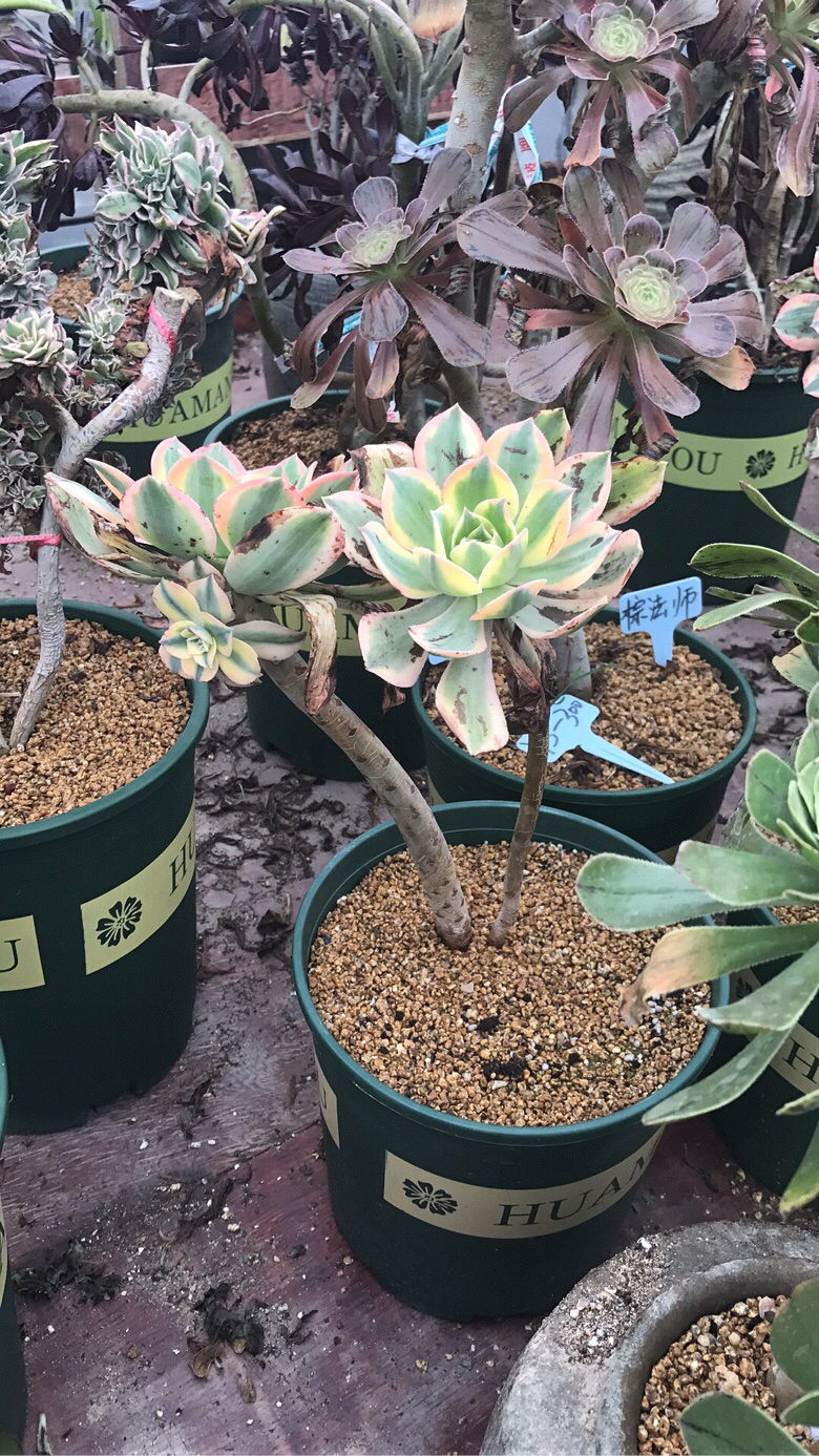 ��ʦ�Ķ����������