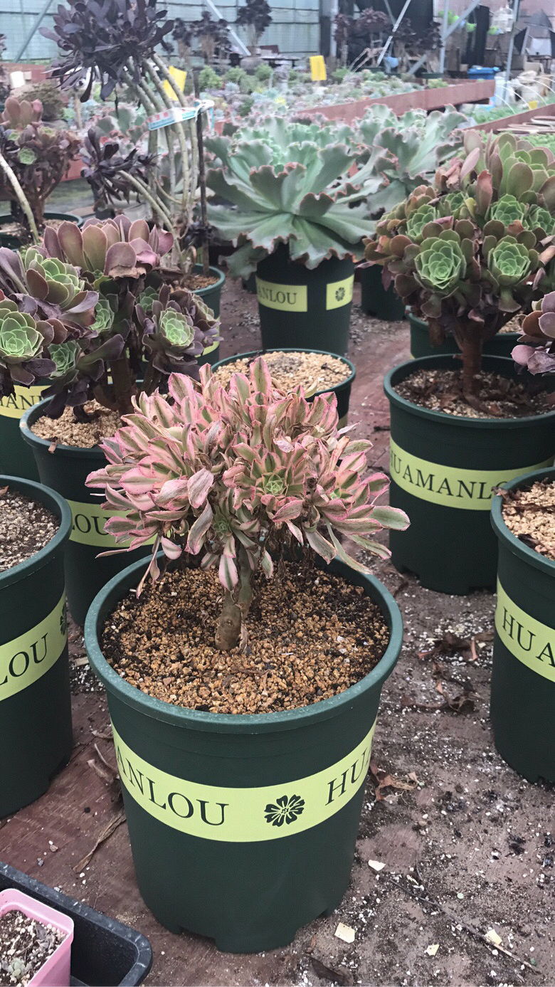 ��ʦ�Ķ����������