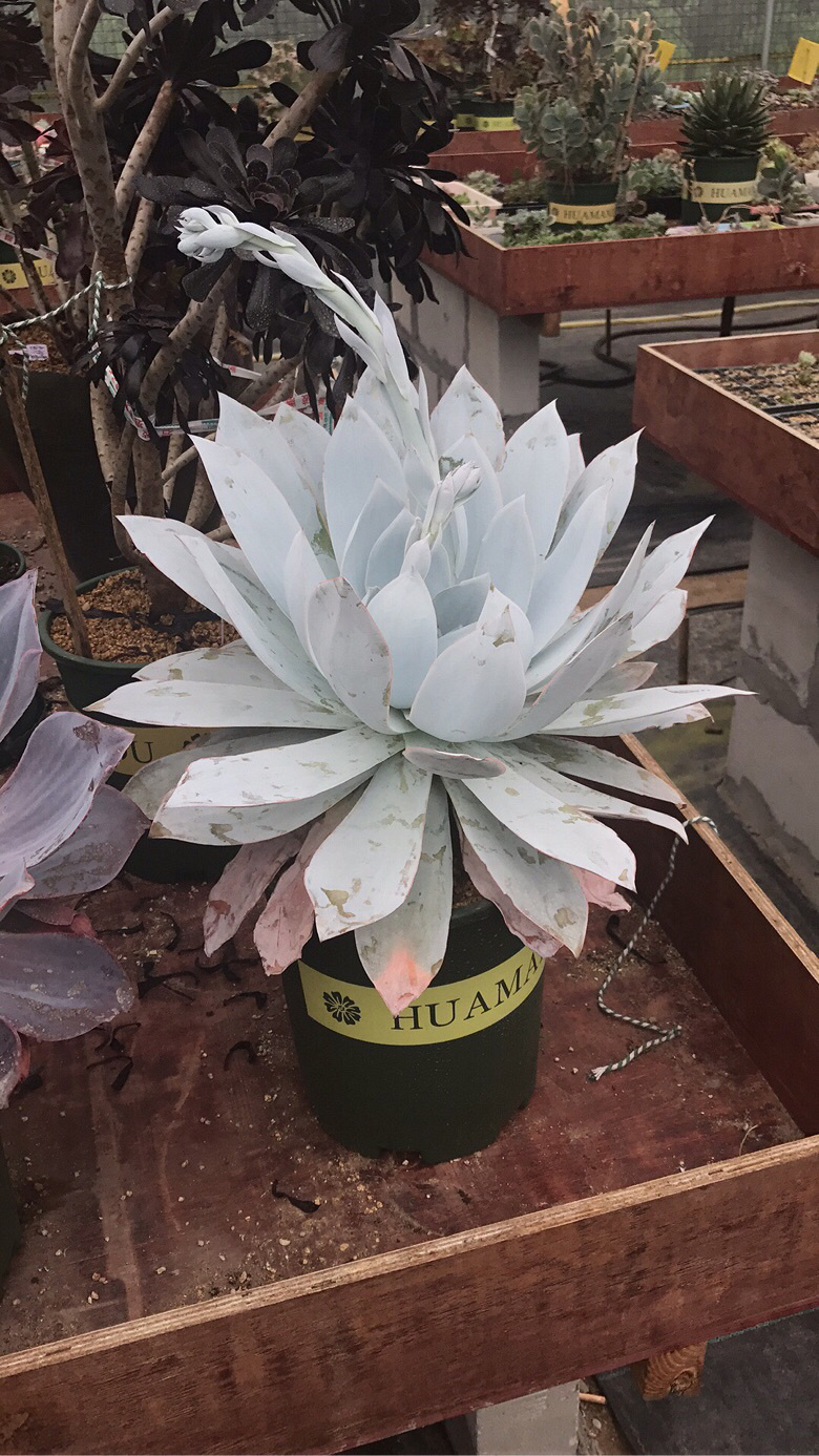 ��ʦ�Ķ����������