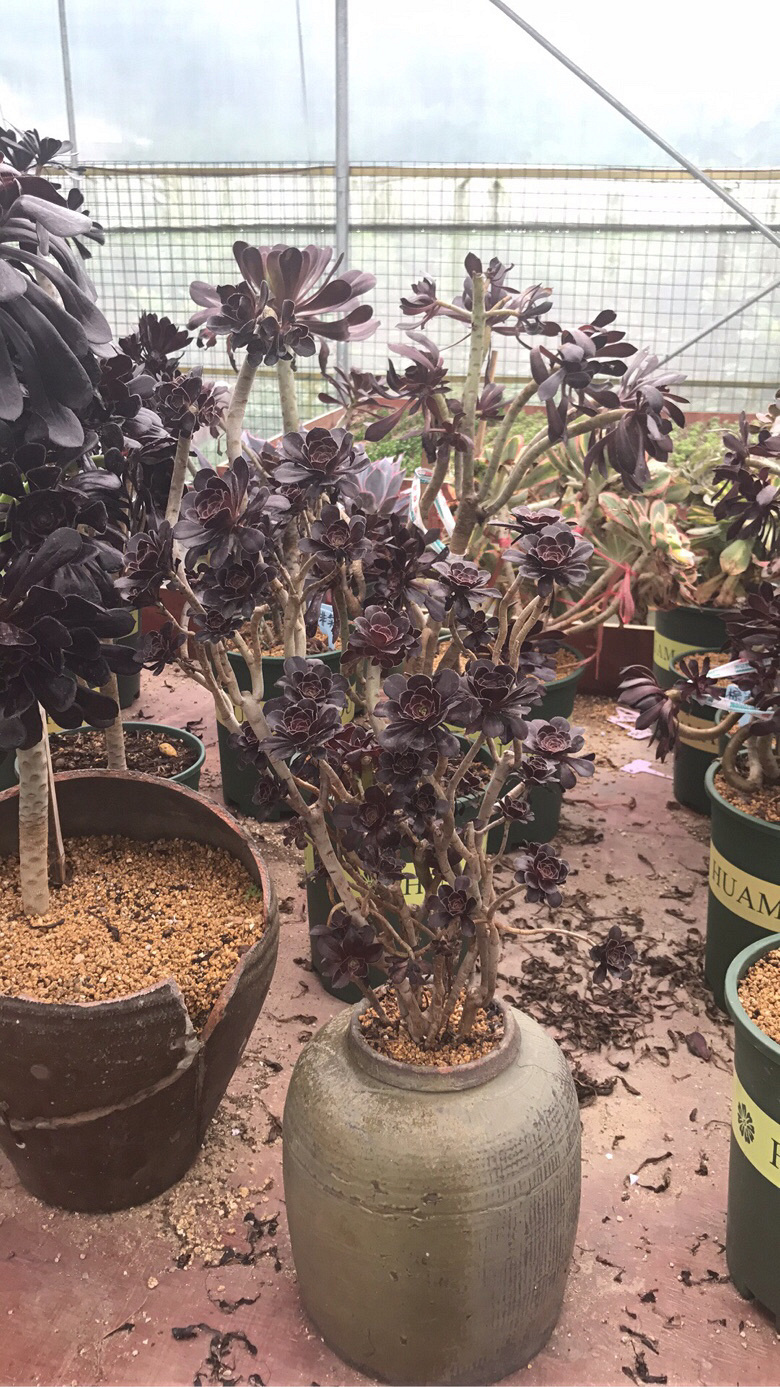 ��ʦ�Ķ����������