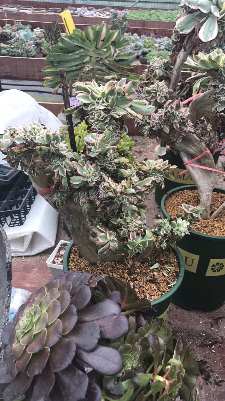 ��ʦ�Ķ����������