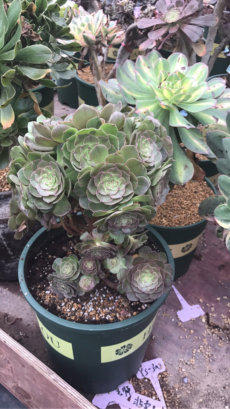 ��ʦ�Ķ����������