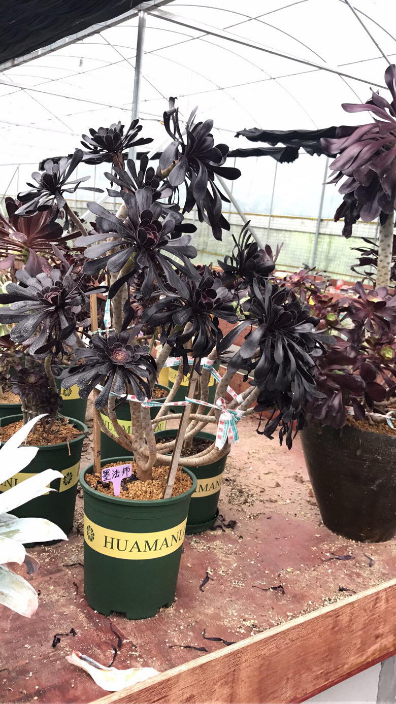 ��ʦ�Ķ����������