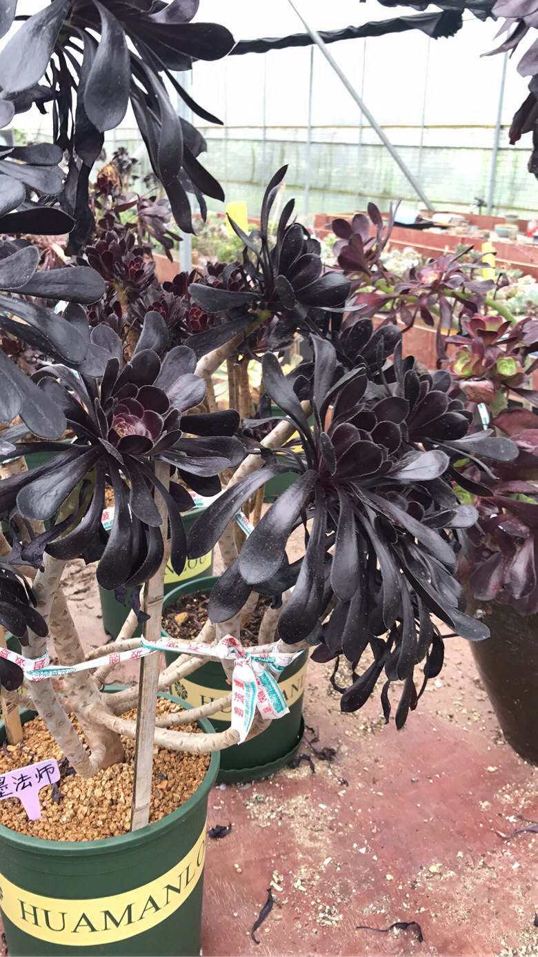 ��ʦ�Ķ����������