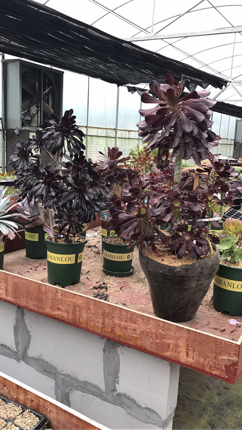 ��ʦ�Ķ����������