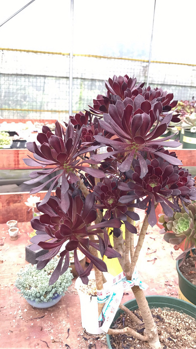 ��ʦ�Ķ����������