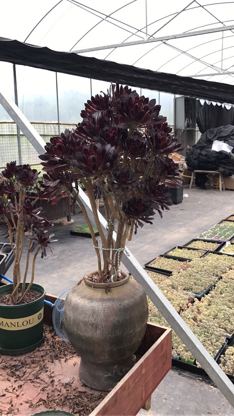 ��ʦ�Ķ����������