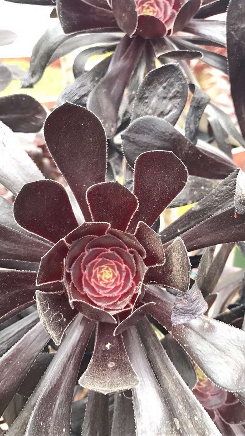 ��ʦ�Ķ����������