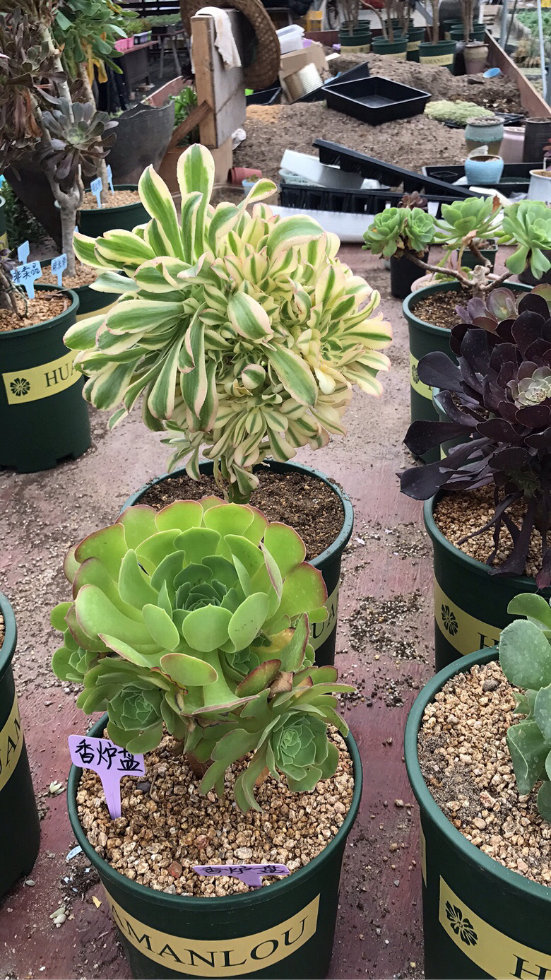 ��ʦ�Ķ����������