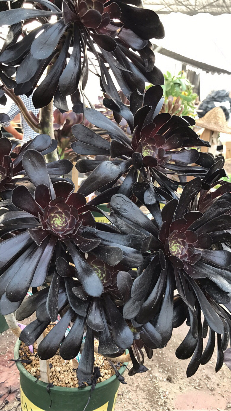 �����ŷ�ʦ��