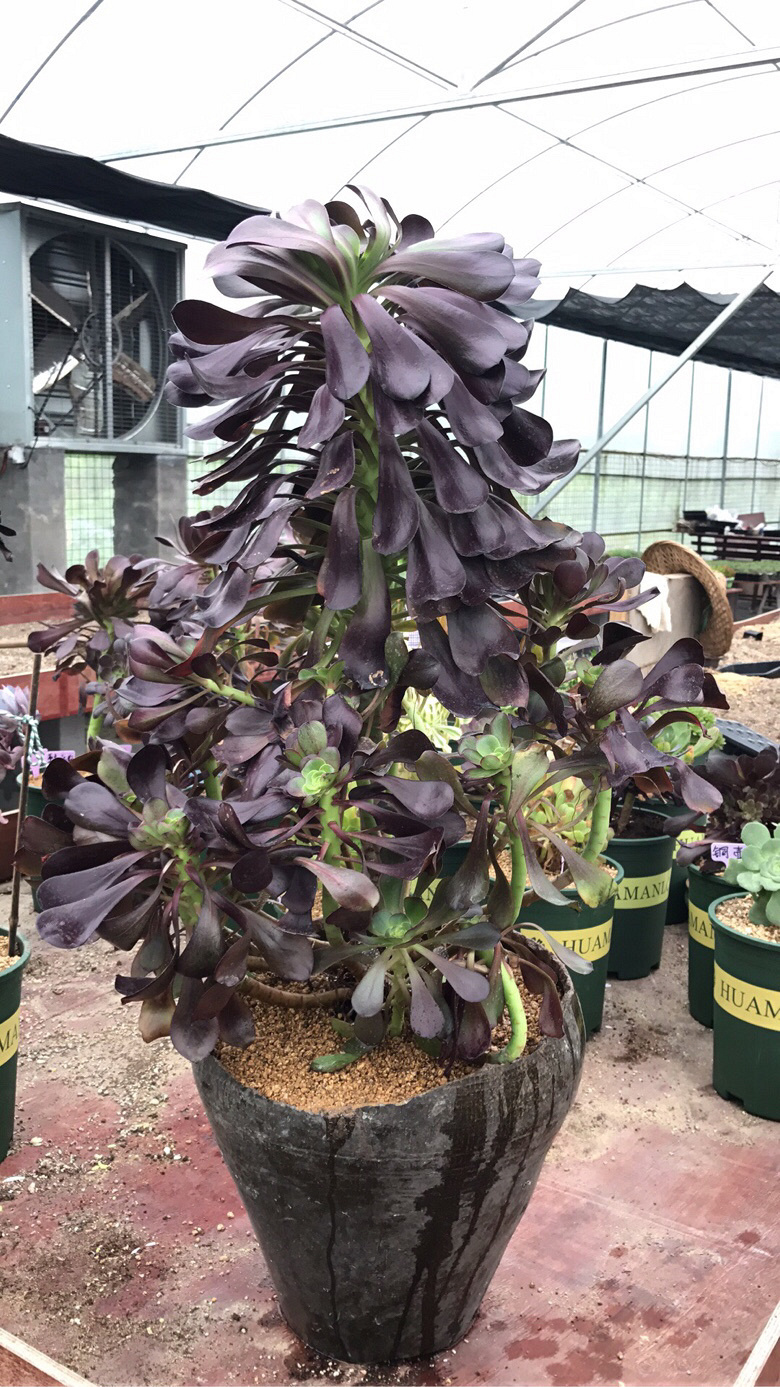 �����ŷ�ʦ��