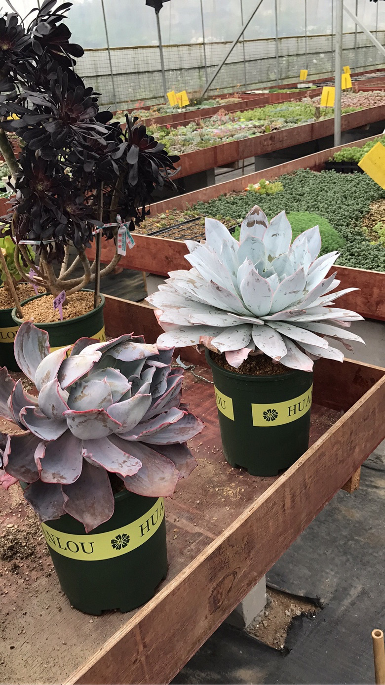 �����ŷ�ʦ��