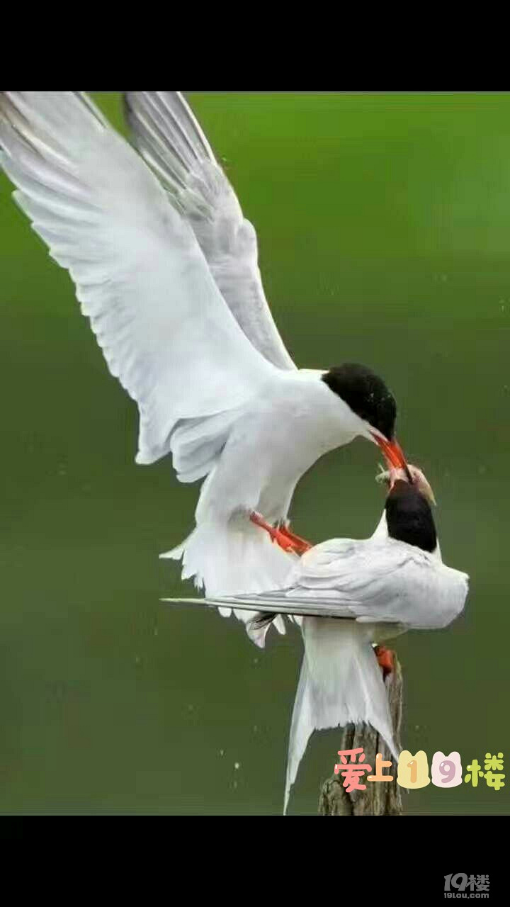 惜我者,我惜之; 嫌我者,我弃之。 懂我-单身男女