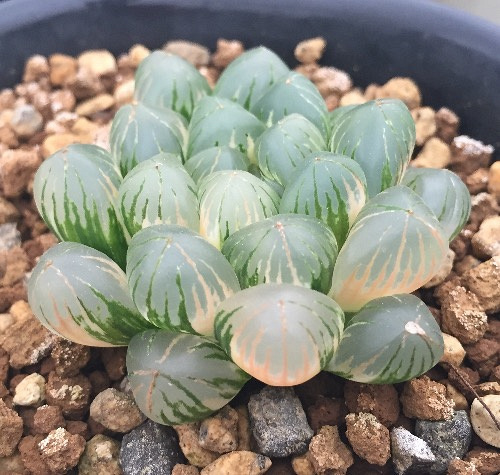 ���¿�Ҫ���ˣ�����ע������ͨ������ˡ�����