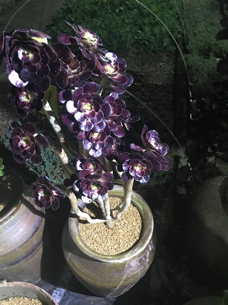 ҹ���ĵķ�ʦ