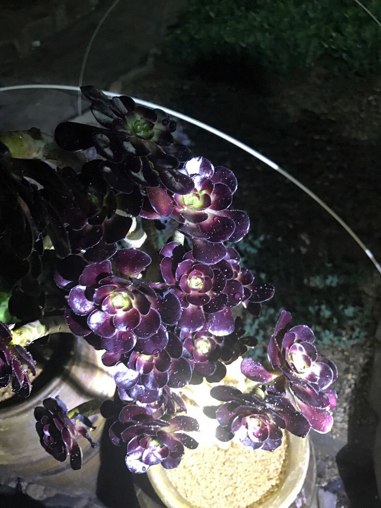 ҹ���ĵķ�ʦ