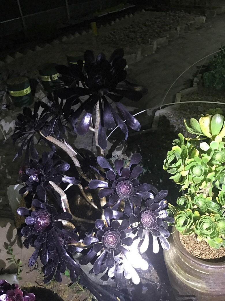 ҹ���ĵķ�ʦ