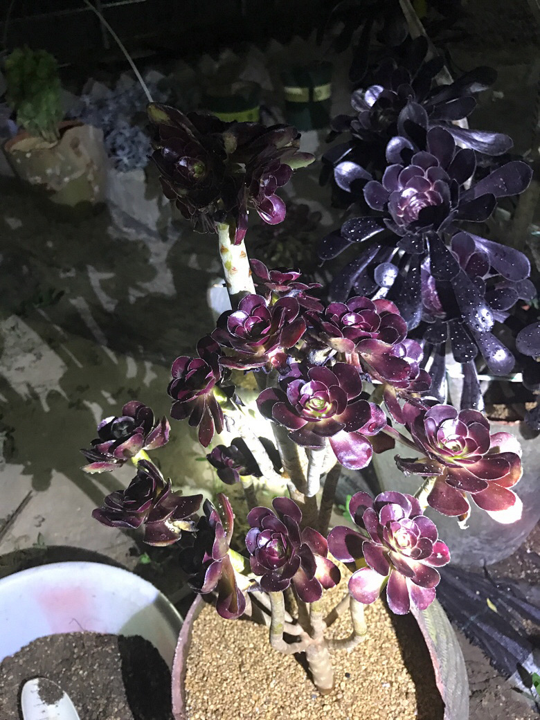 ҹ���ĵķ�ʦ