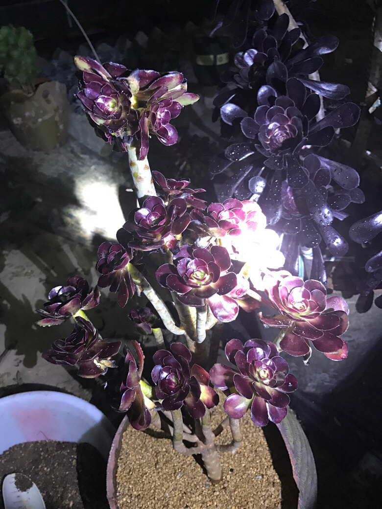 ҹ���ĵķ�ʦ