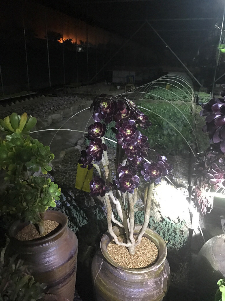 ҹ���ĵķ�ʦ