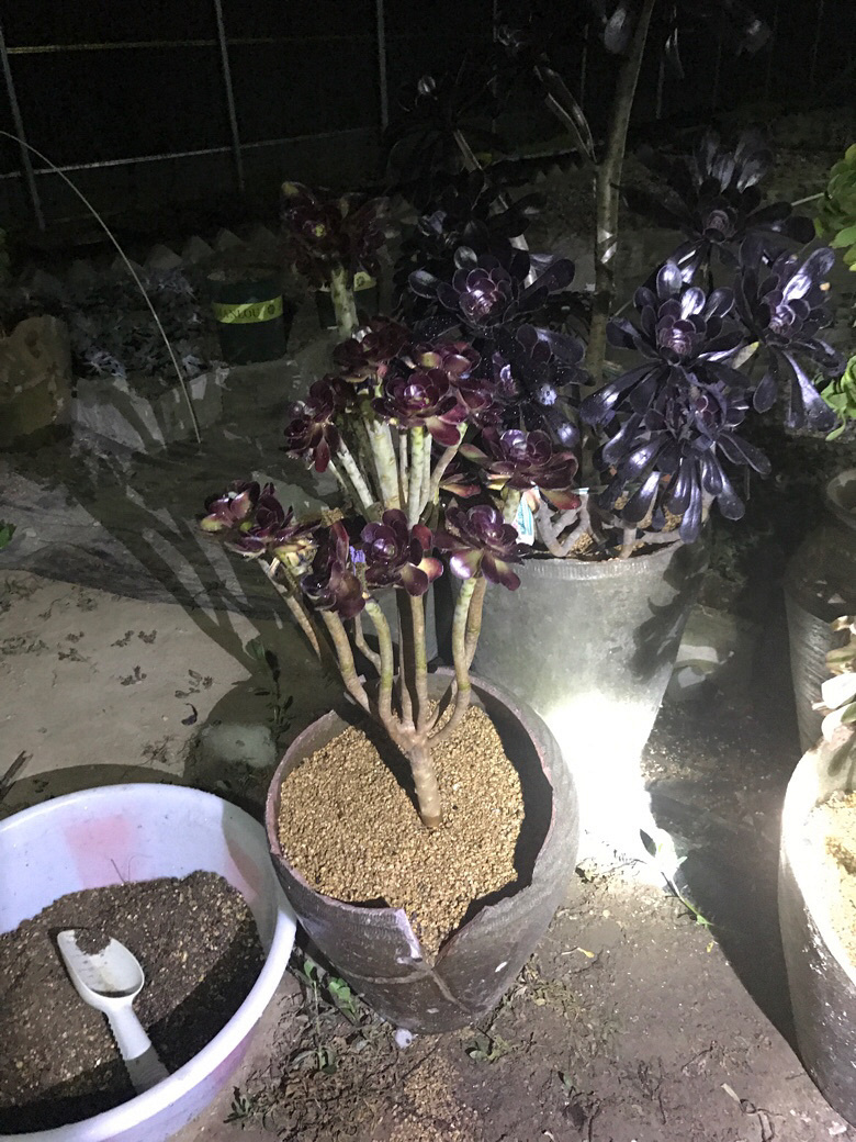 ҹ���ĵķ�ʦ