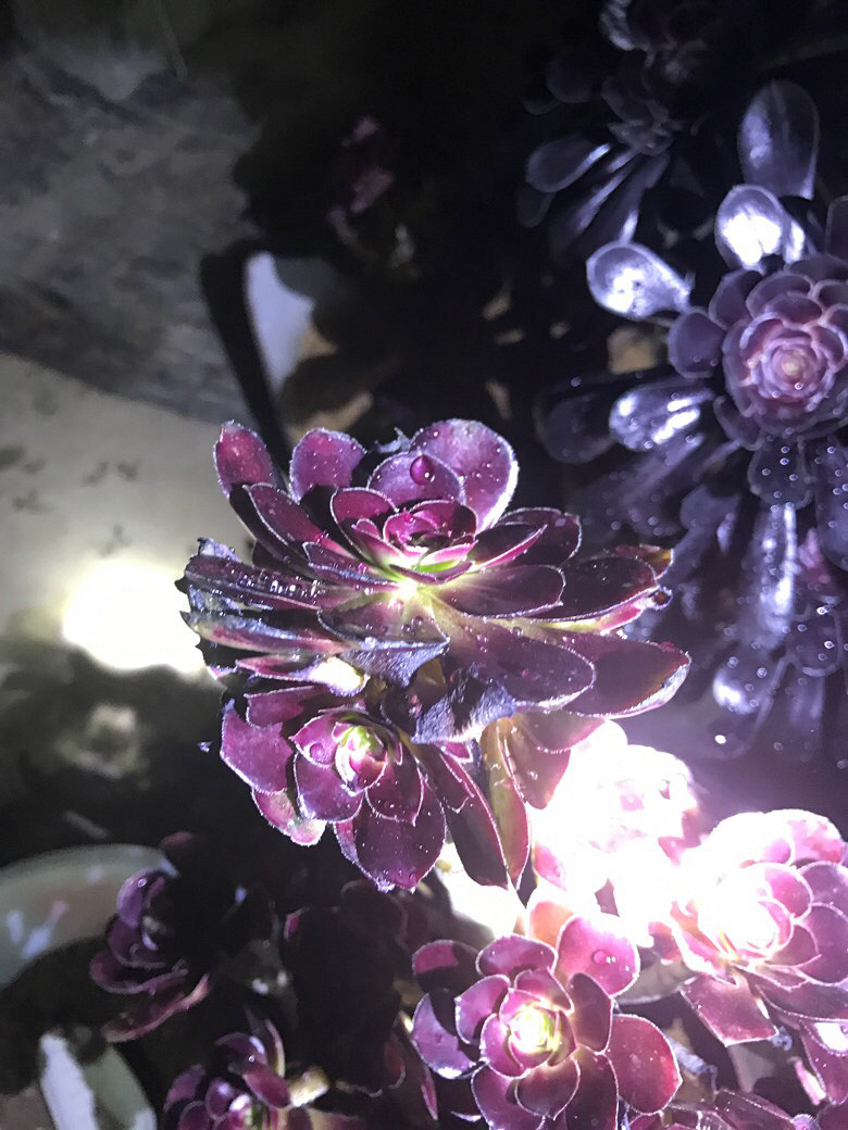 ҹ���ĵķ�ʦ