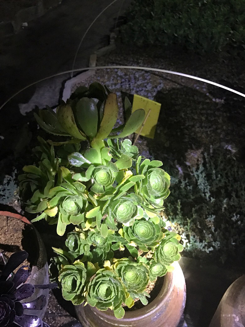 ҹ���ĵķ�ʦ