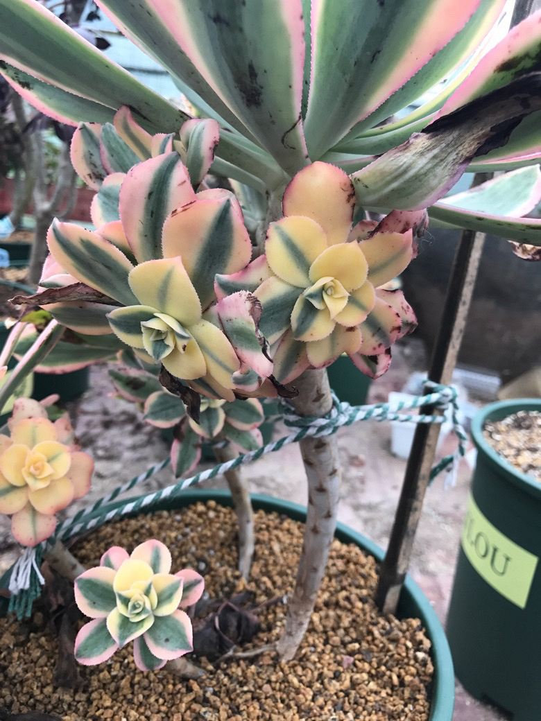 Ư���Ĳ�����ׯ