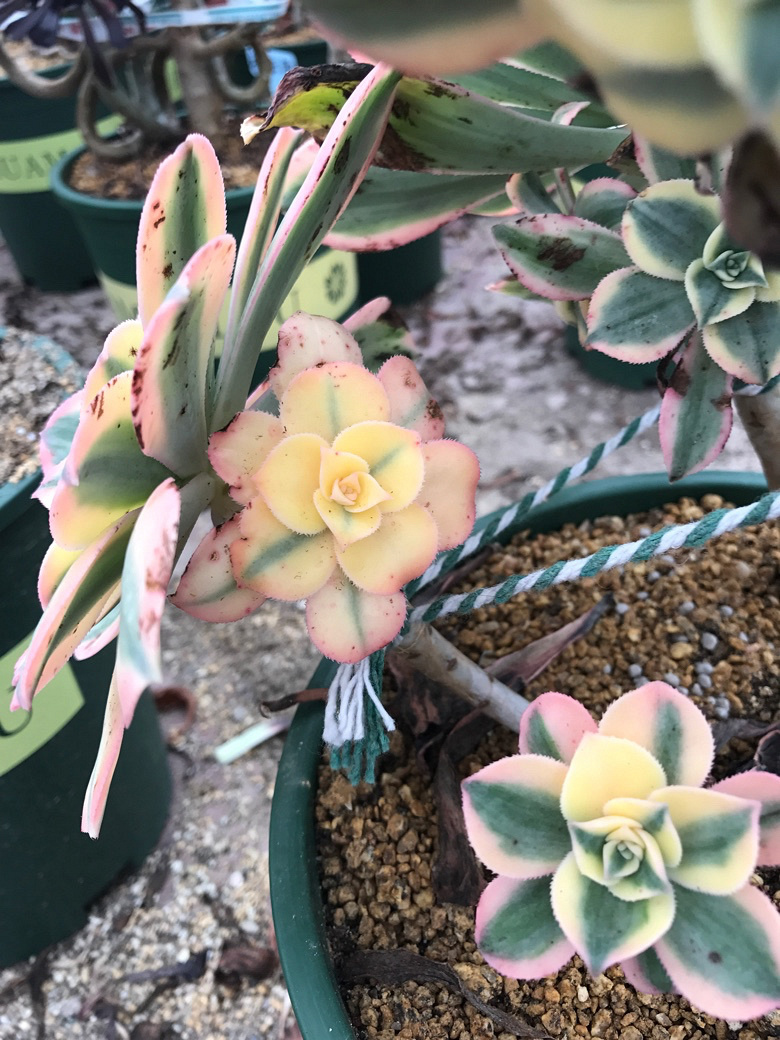 Ư���Ĳ�����ׯ