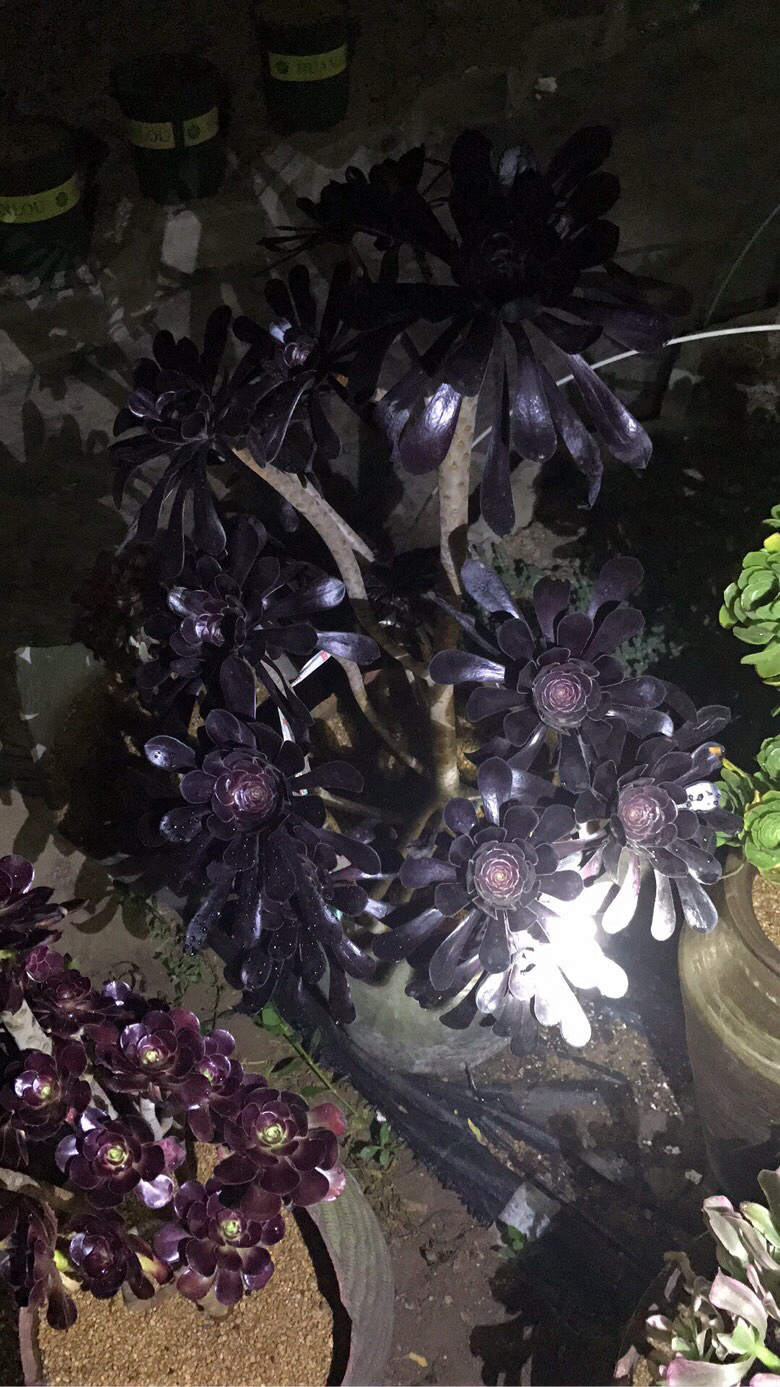 ҹ���ĵķ�ʦ