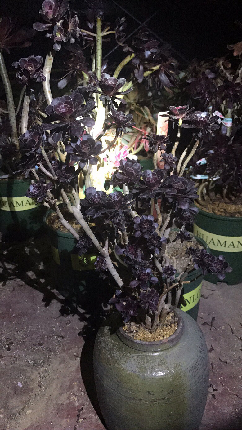 ҹ���ĵķ�ʦ