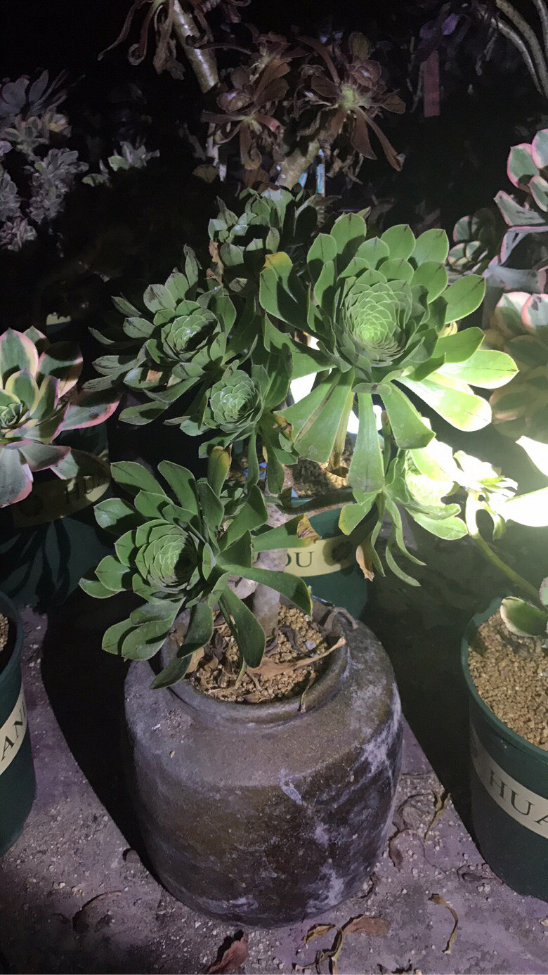 ҹ���ĵķ�ʦ