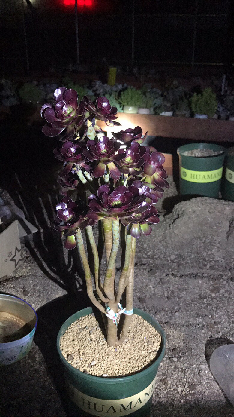 ҹ���ĵķ�ʦ