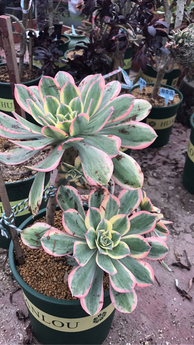 Ư���Ĳ�����ׯ