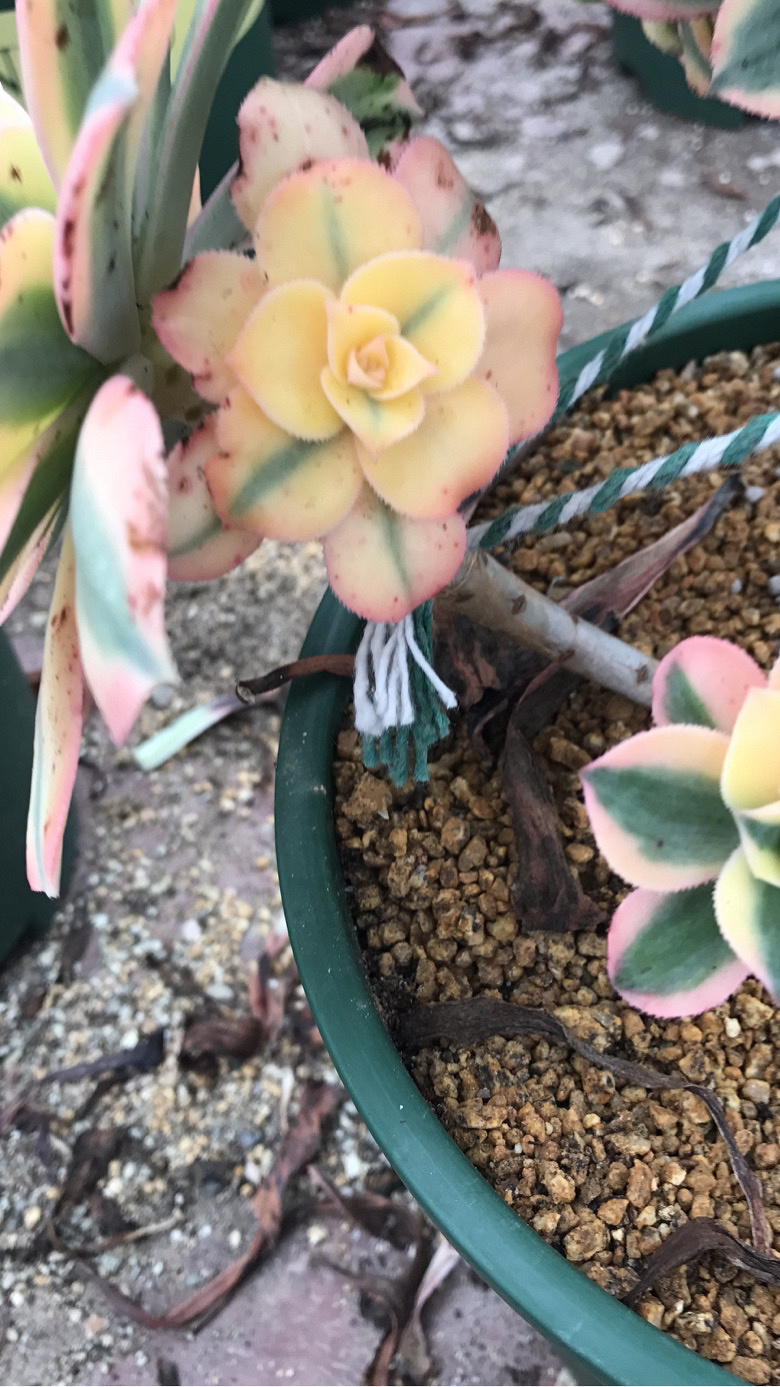 Ư���Ĳ�����ׯ