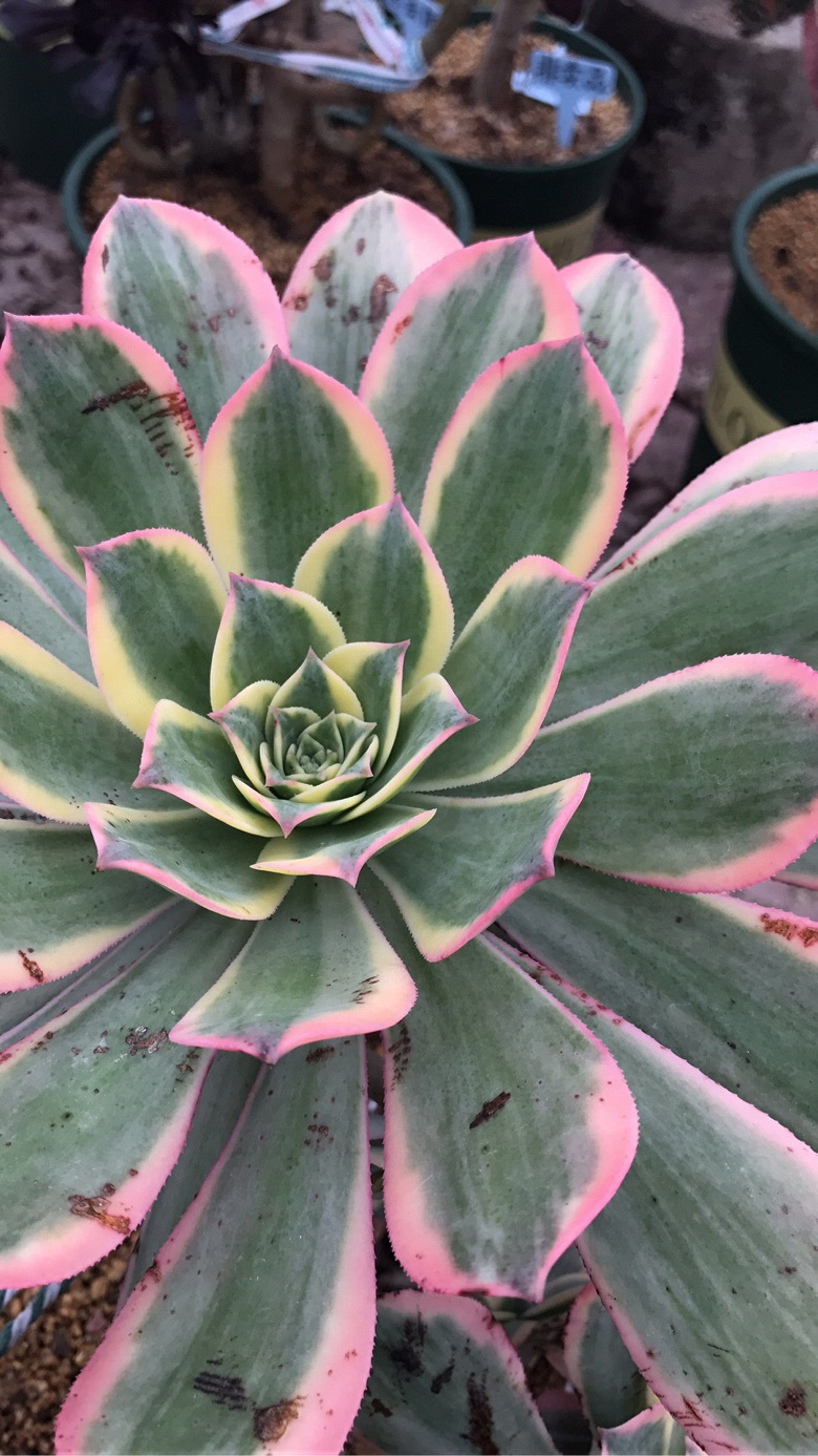 Ư���Ĳ�����ׯ