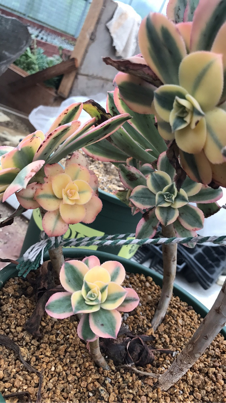 Ư���Ĳ�����ׯ