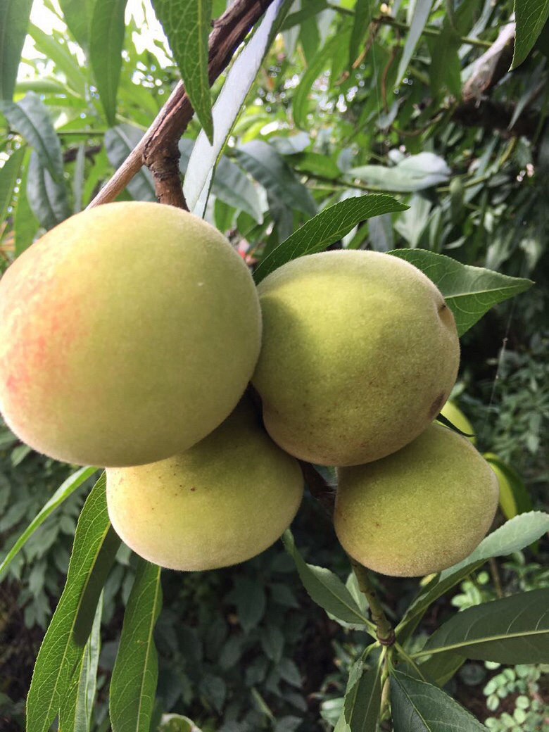 ¥�������ӿ���ժ��