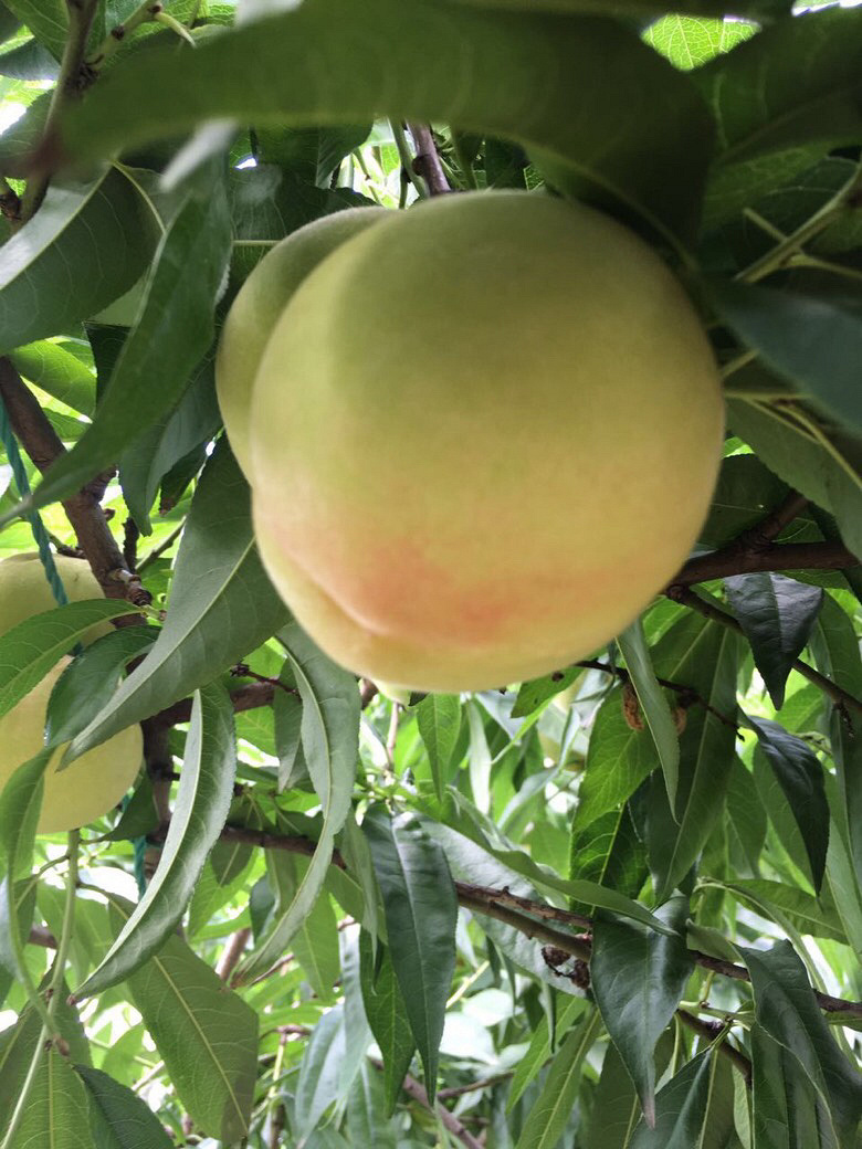 ¥�������ӿ���ժ��