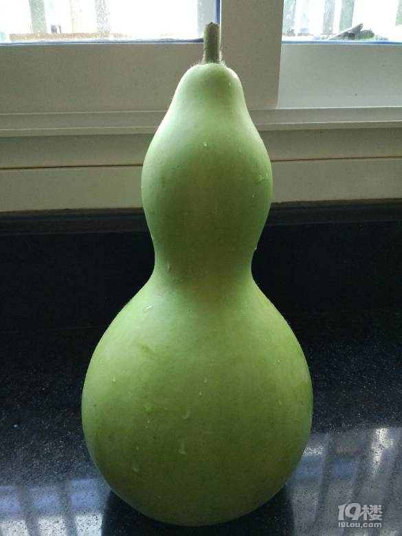 原来葫芦也是可以吃的