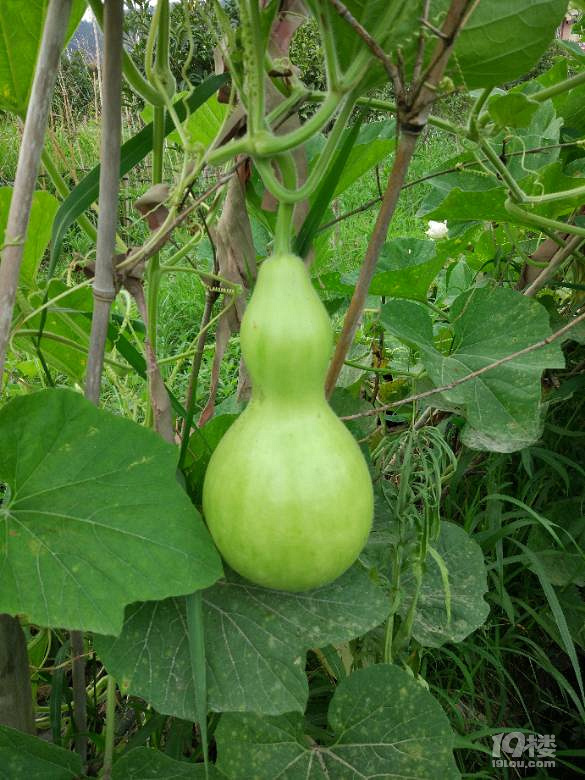 原来葫芦也是可以吃的