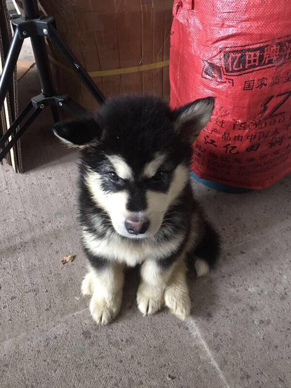 ��������˹��