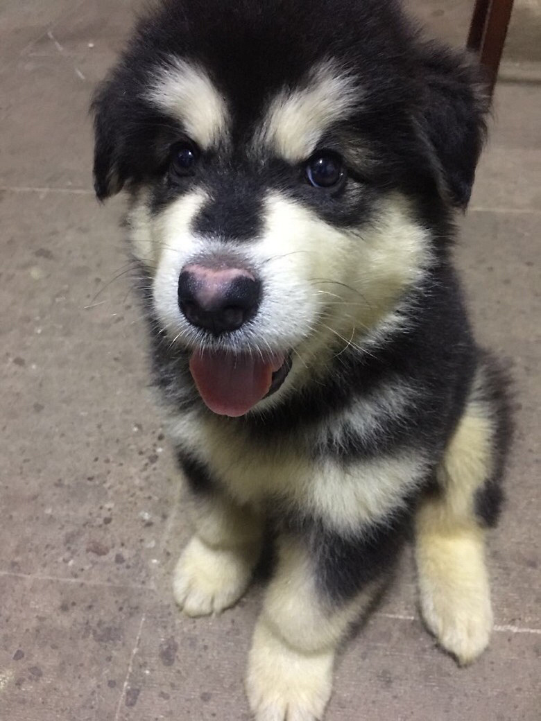 ��������˹��