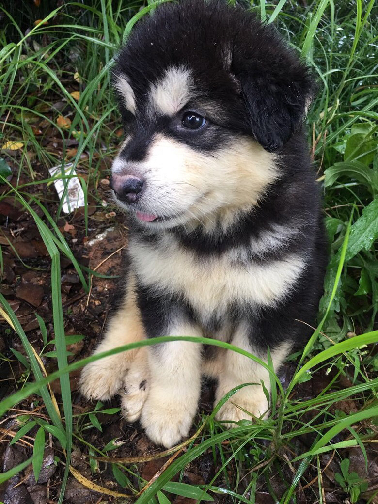 ��������˹��