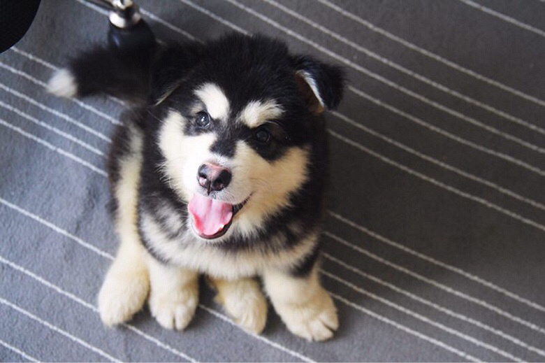 ��������˹��