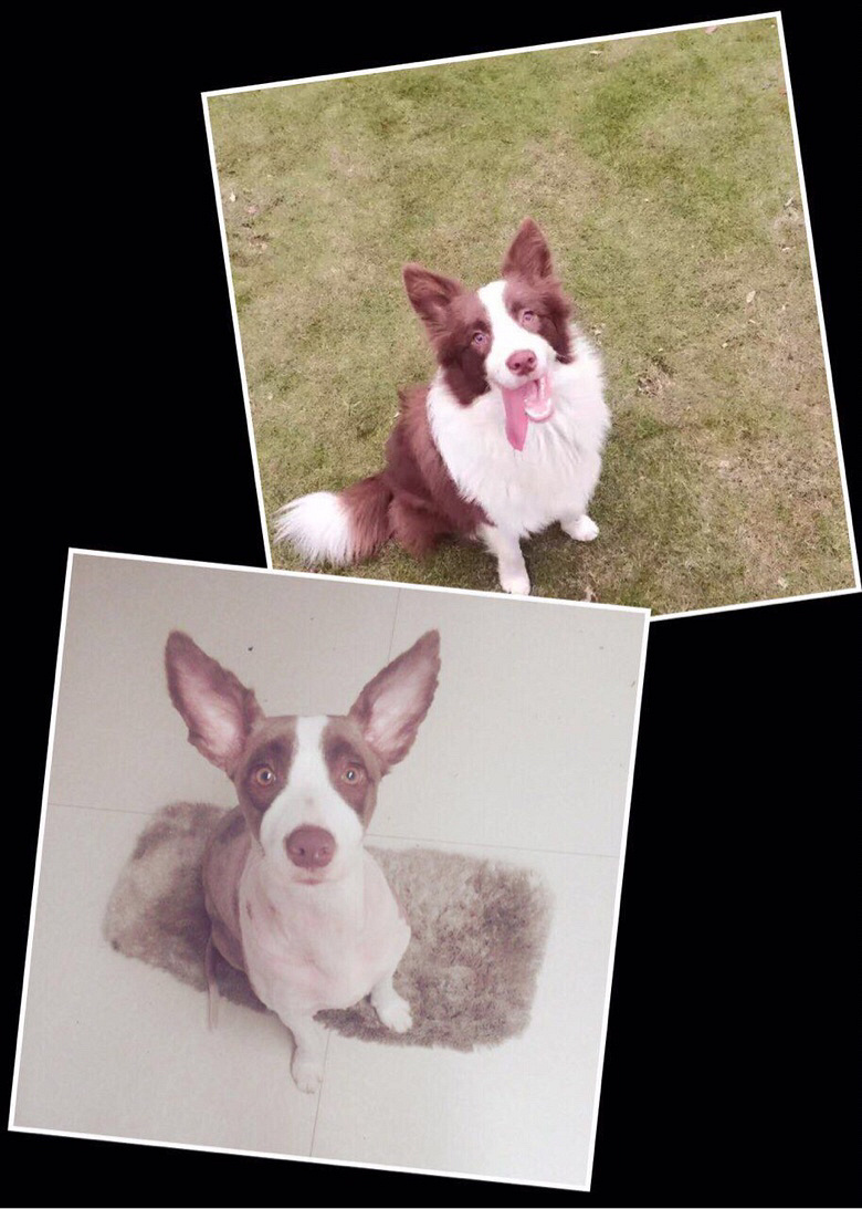 �Ҽұ߾�����Ȯ��·�Ÿ�̩һƷ�����Ŷ�ʧ��