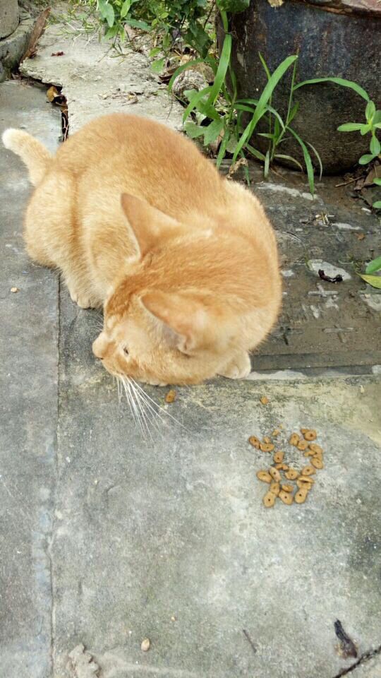 һ���Ѿ�������è����������Ȥ����ϵ�����