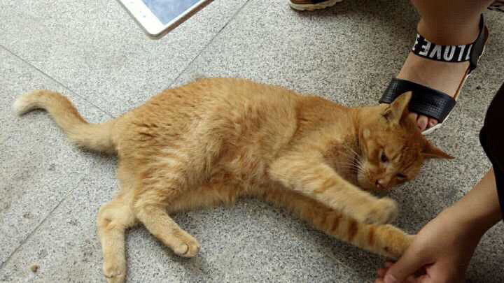 һ���Ѿ�������è����������Ȥ����ϵ�����